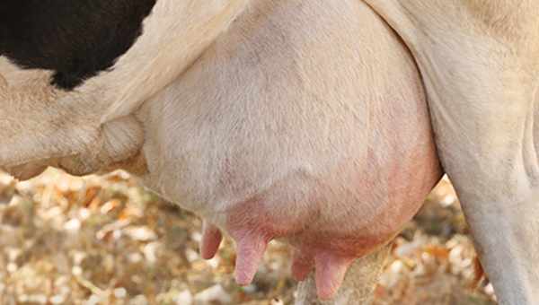 Захворювання виміни у корови: лікування